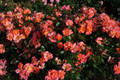 Firecracker Kolorscape Shrub Rose - Repeat Bloomer/Very Hardy - 4" pot