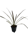 Chocolate Mint Cordyline Plant- Swordlike Leaves -2.5" Pot- Indoors/Out