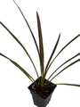 Chocolate Mint Cordyline Plant- Swordlike Leaves -2.5" Pot- Indoors/Out