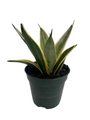 Marble Star Snake Plant - Sansevieria - 4" Pot