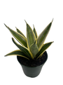 Marble Star Snake Plant - Sansevieria - 4" Pot