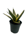 Marble Star Snake Plant - Sansevieria - 4" Pot