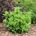 Jade Turtle™ Cherry Laurel - 4" pot - Prunus Laurocerasus