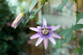 Bounty Passion Flower - Passiflora - Indoors/Out! - 4" Pot