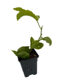 Bounty Passion Flower - Passiflora - Indoors/Out! - 4" Pot