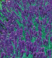Munstead Lavender Herb - Perennial -  3" Pot - Live Plant