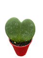 Hoya Heart in Red Plastic Pot - Waxplant - Hoya kerri -2.5" Pot