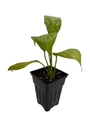 Super Petite Peace Lily Plant - 2.5" Pot - Spathyphyllium - Great House Plant