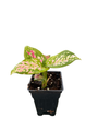 Red Valentine Chinese Evergreen Plant - 2.5" Pot - Aglaonema - Grows in Dim Light