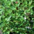 Lemon Thyme Plant - 3" Pot - Smells Like Lemon/Tastes Like Lemon