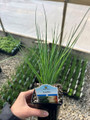 Leeks - Allium ampeloprasum - Herb - 3" Pot