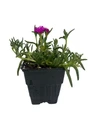Delosperma Cooperi - Hardy Ice Plant - Perennial - Quart Pot