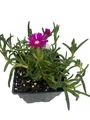 Delosperma Cooperi - Hardy Ice Plant - Perennial - Quart Pot