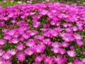 Delosperma Cooperi - Hardy Ice Plant - Perennial - Quart Pot