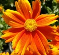 Li'l Bang Darling Clementine Coreopsis Plant - Tickseed - Perennial - Quart Pot