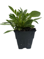 Li'l Bang Darling Clementine Coreopsis Plant - Tickseed - Perennial - Quart Pot