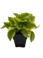 Pilgrim Hosta - Plantain Lily - Perennial - Quart Pot