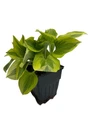 Pilgrim Hosta - Plantain Lily - Perennial - Quart Pot