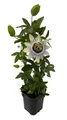 Clear Sky Passion Vine Plant on Trellis - 5" Pot - Passiflora