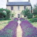 Hidcote Blue Lavender Herb - Calming - 4" Pot