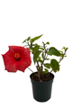 Brilliant Hibiscus Plant - Red Blooms - 4" Pot