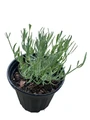 Phenomenal Blue Lavender Herb - Gallon Pot - Live Plant