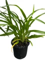 Born to Run Daylily - Hemerocallis - Perennial - Gallon Pot