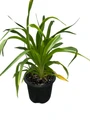 Born to Run Daylily - Hemerocallis - Perennial - Gallon Pot
