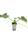 Organic Zucchini Plant - Courgette Vertes - 4" Pot - No GMOs