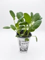 Organic Brussels Sprouts Plant - 4" Pot - No GMOs