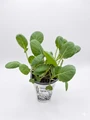 Organic Brussels Sprouts Plant - 4" Pot - No GMOs