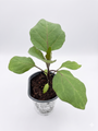 Organic Asian Long Eggplant Plant - 4" Pot - No GMOs