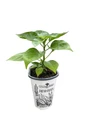 Organic Habanero Pepper Plant - Le Piment - 4" Pot - No GMOs