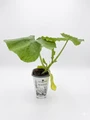 Organic Pumpkin Plant - Citrouille - 4" Pot - No GMOs - Heirloom