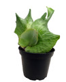 Grande Staghorn Fern - 2.5" Pot - Platycerium Superbum