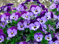 Penny Denim Jump Up Violet - Quart Pot - Viola -  Perennial