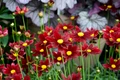 LI'L BANG Red Elf Coreopsis - Tickseed -  Quart Pot - Perennial Plant