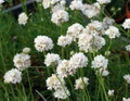 White Sea Thrift - Armeria alba - Quart Pot - Perennial