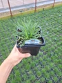 White Sea Thrift - Armeria alba - Quart Pot - Perennial