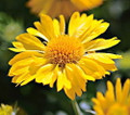Mesa Yellow Blanket Flower - Gaillardia - Quart Pot -Perennial