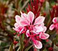 Passionate Blush Wand Flower - Perennial - Gaura - Quart Pot