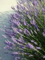 Grosso French Lavender Herb - Perennial - Live Plant - Gallon Pot