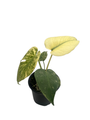 Mint Monstera Plant - Philodendron - 4" Pot - Rare