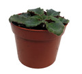Jolly Frills Micro Miniature African Violet - 2.5" Pot