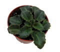Jolly Frills Micro Miniature African Violet - 2.5" Pot
