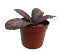 Purple Rain Flame Violet - Episcia - 2.5" Pot