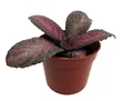 Purple Rain Flame Violet - Episcia - 2.5" Pot