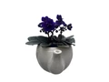 White Ceramic Teapot with Surprise Miniature African Violet - 2.5" Pot