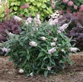 Pugster Sorbet™ Butterfly Bush - 4" pot - Buddleia - Proven Winners - No Shipping to Washington State or Oregon