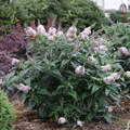 Pugster Sorbet™ Butterfly Bush - 4" pot - Buddleia - Proven Winners - No Shipping to Washington State or Oregon